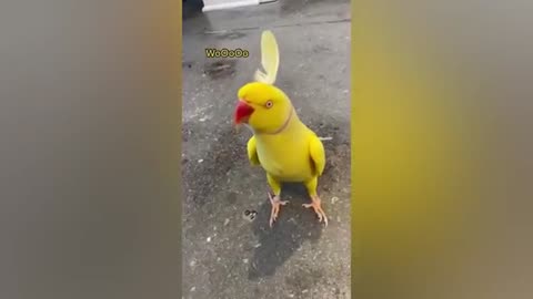 Funny and cute parrots
