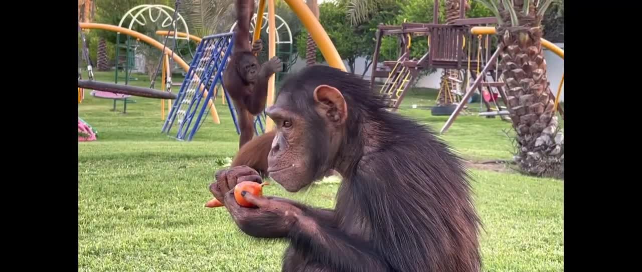 CHIMPANZEE EATING VEGETABLE IN THE PLAYGROUND..