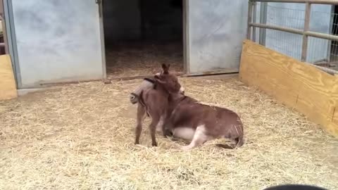 Adorable Baby Donkey