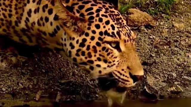 When you brush this leopard, it means you are lucky