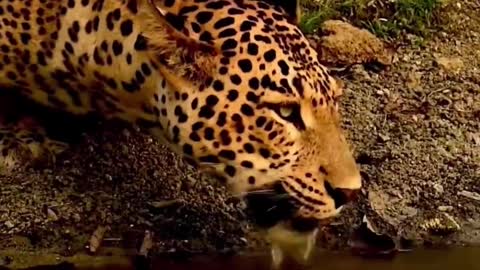 When you brush this leopard, it means you are lucky