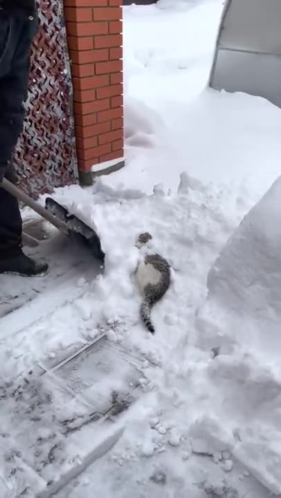 a cat and its play in the snow