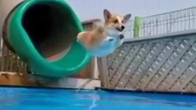 A water park for puppies