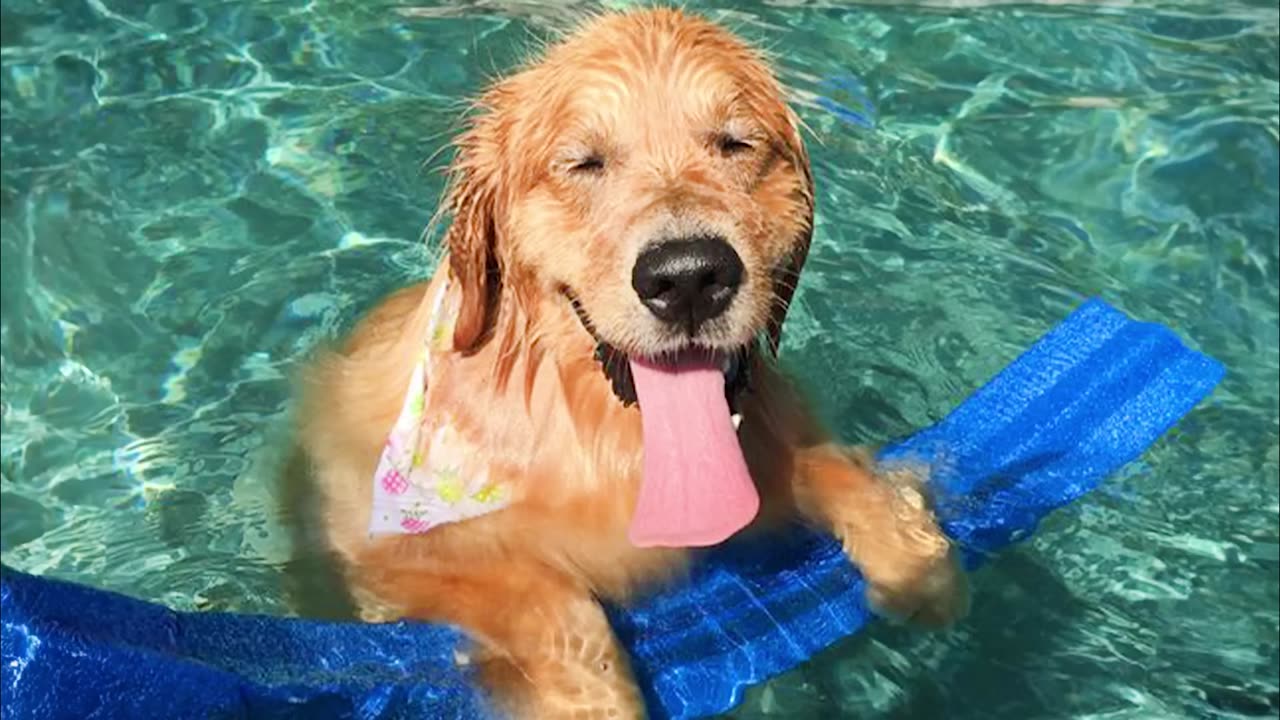 The funniest dogs playing with water