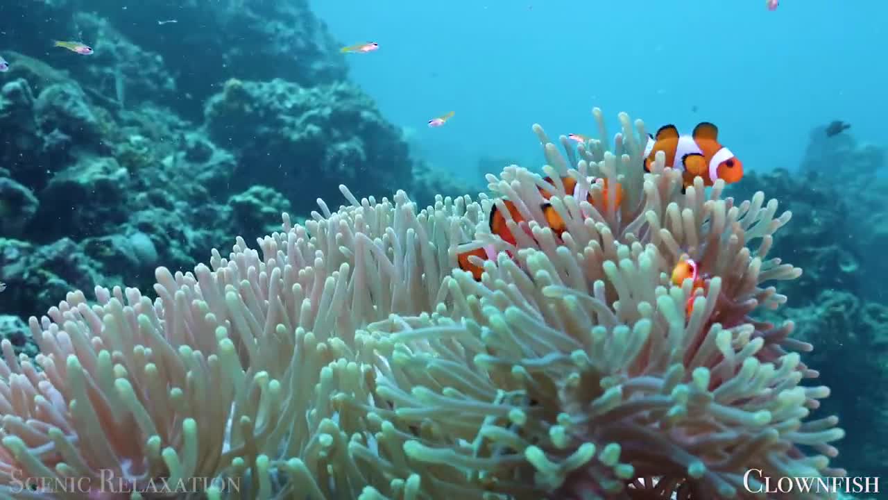 The Ocean 4K - Scenic Wildlife Film With Calming Music-2