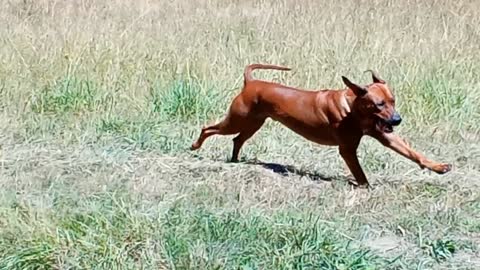 Gambolling Ridgebacks In Aussie Bush