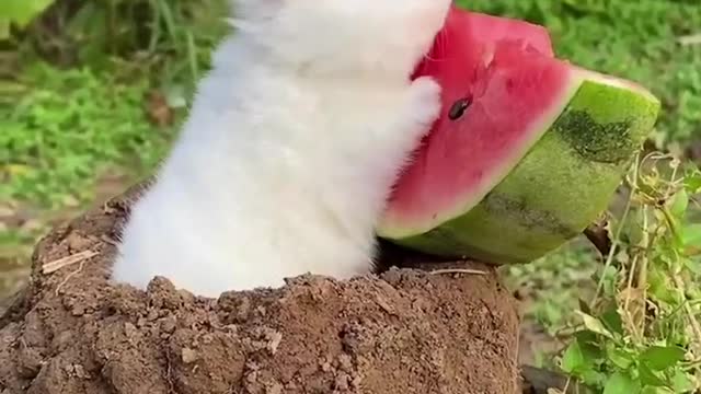 cute little bunny eating Watermelon