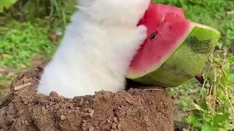 cute little bunny eating Watermelon