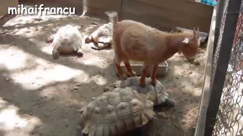 Funny turtle and cute turtle video