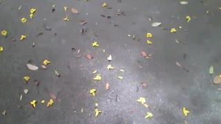 Walking on botanical garden, and seeing the yellow ipe and the leaves [Nature & Animals]