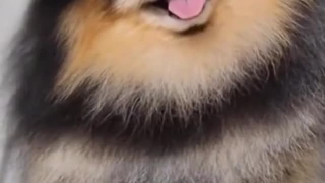 🤣Try Not To Laugh🔥😹Cat and Dog funny videos😍