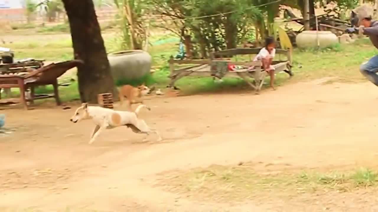 Pegadinha de tigre falso - não vejo graça e acho isso mal trato.