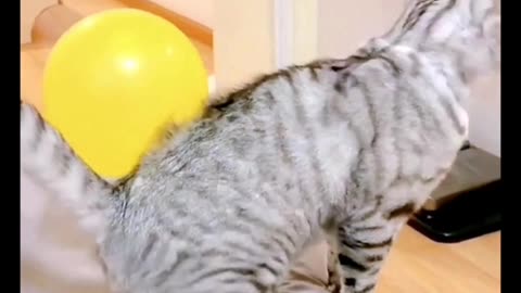 Daily cat teasing