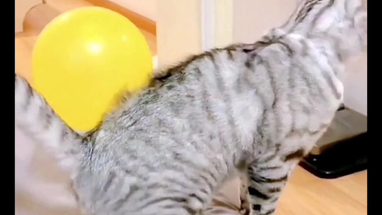 Daily cat teasing