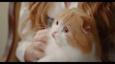 Cute cats video