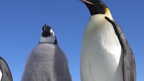 Emperor Penguin chick singing