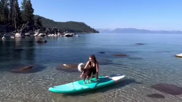 How to teach your dog toPADDLEBOARD