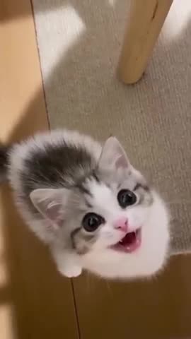 Please tell me am I cute!_🥺