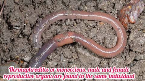 Earthworm Reproduction - Earthw How do worm Reproduce - Sexual Reproduction_Cut