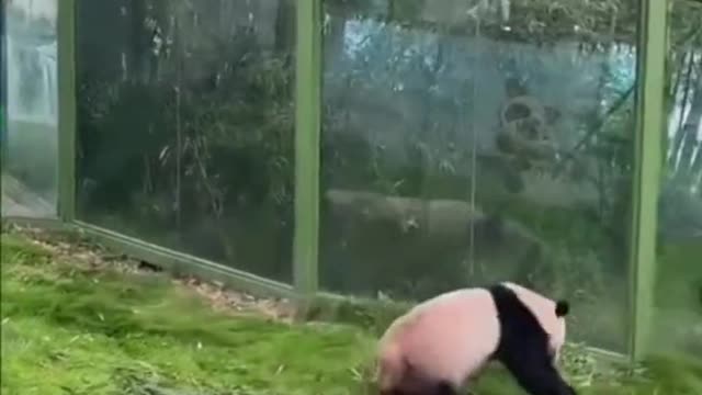 The forward somersault athletes shine on the stage! Giant panda