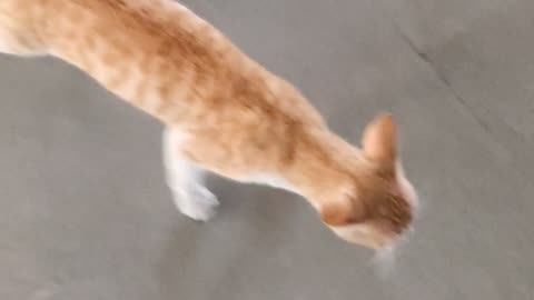 Cat playing