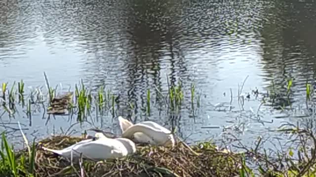 Swans sitting on their nest