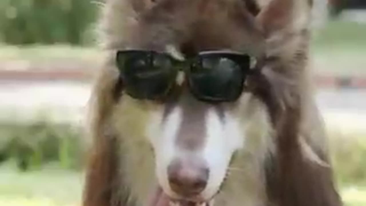 Funny Dog Shok To Two Beautiful Ladies|| RGATV