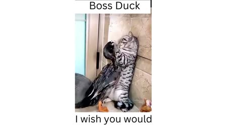 Boss Duck loves fighting cats