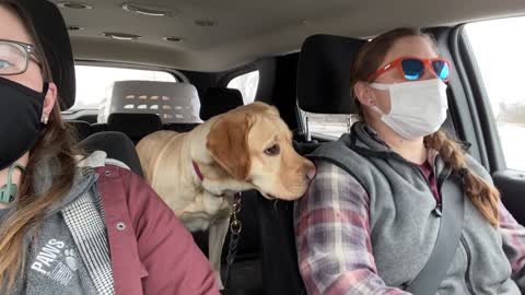 Siren Practice for Service Dog