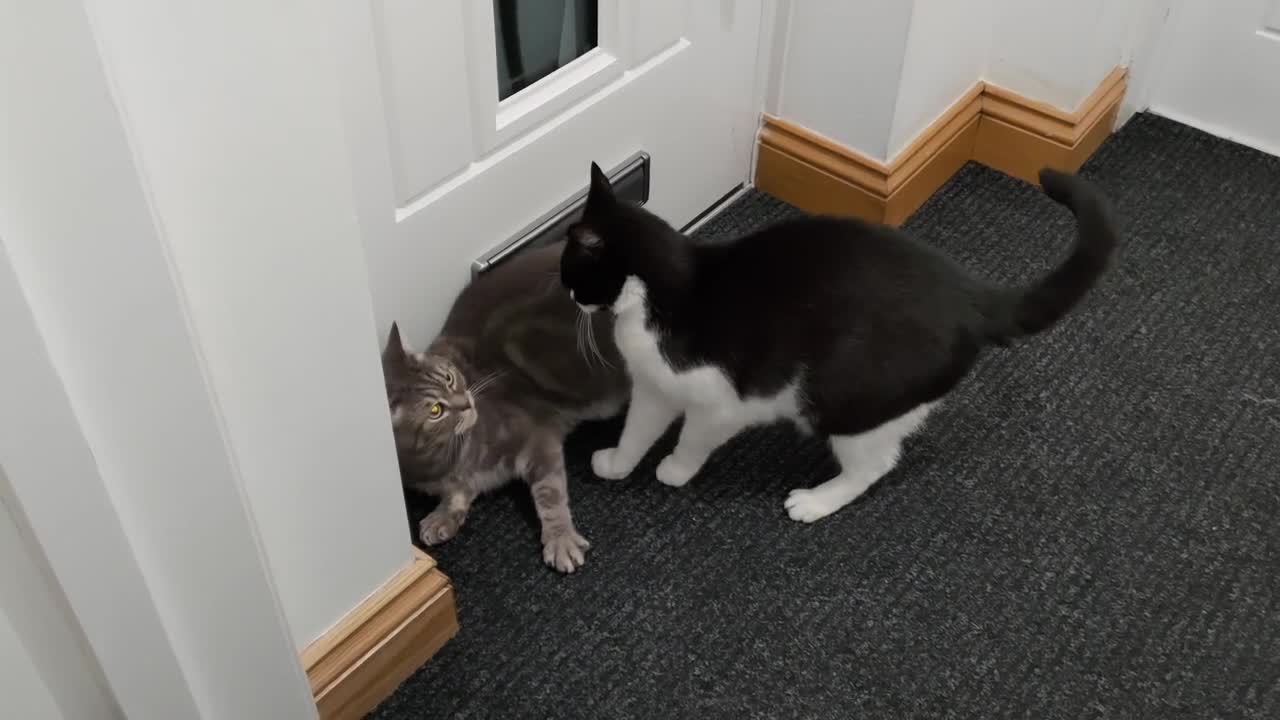Cat Stands Up to Bully Cat