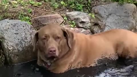 Dog Gets Muddy After Lying in Dirty Swamp Water