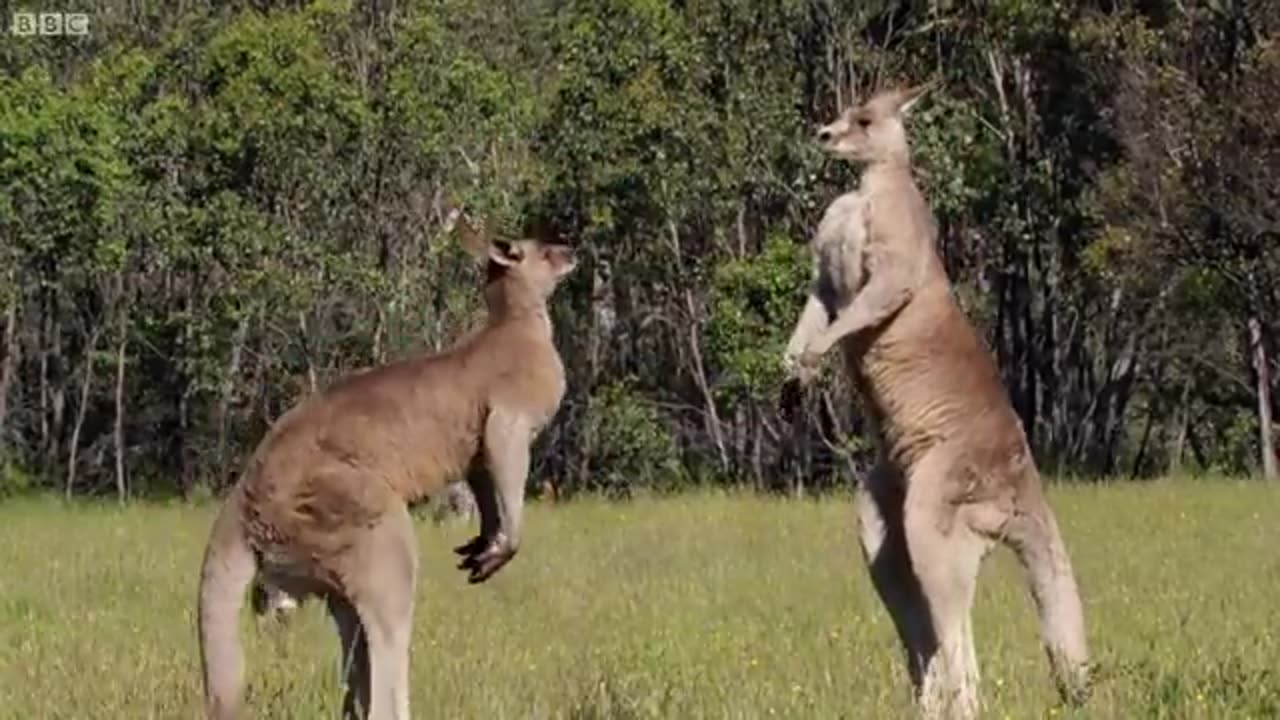 KANGAROO BOXING fight 🥊