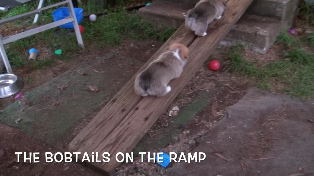 Willow's Litter 38 Days Old