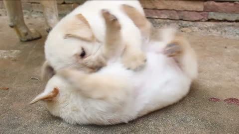 labrador puppy playing