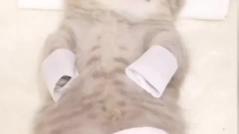 Cat's Body Massage . Animals Funny Video