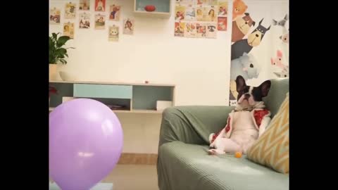 Ninja Dog