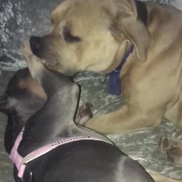 Cute american bullys