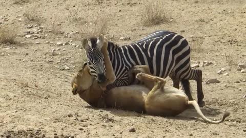 Amazing: Lion vs Zebra with unexpected escape