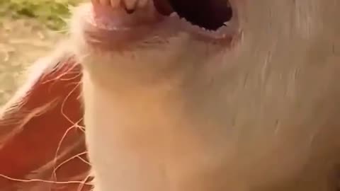 Funny Goat