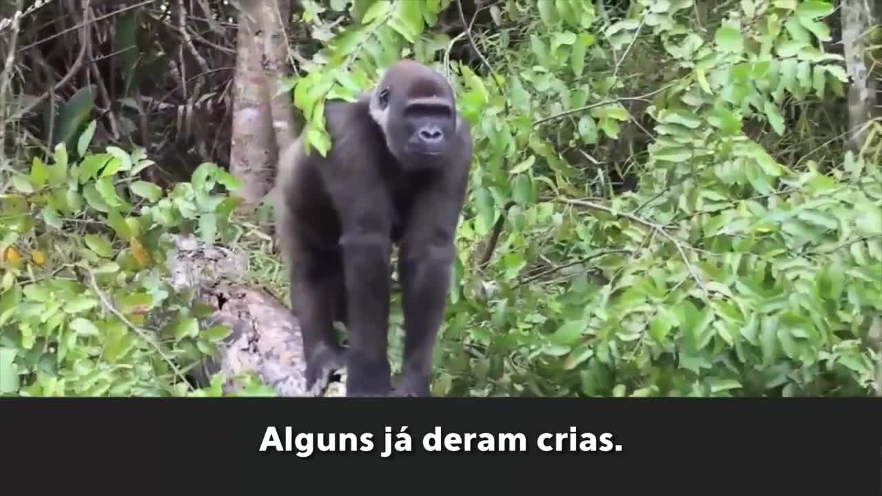 Guns, guards and gorillas in the Republic of Congo