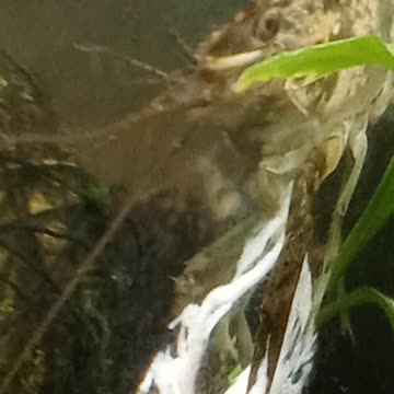 Flock it Farm: Crayfish eating pastrami