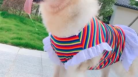 Big dog striped dress