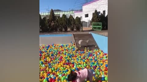 Funniest Animals Videos 2022 - Funny Cats and Dogs Videos 😹🐶