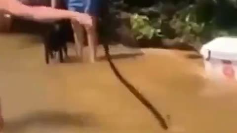 Snake attack