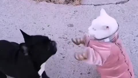 Daily life of big white cat