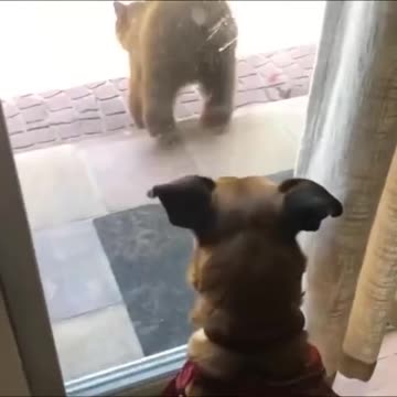 Dog unhappy about bear cub sneaking up 🤣