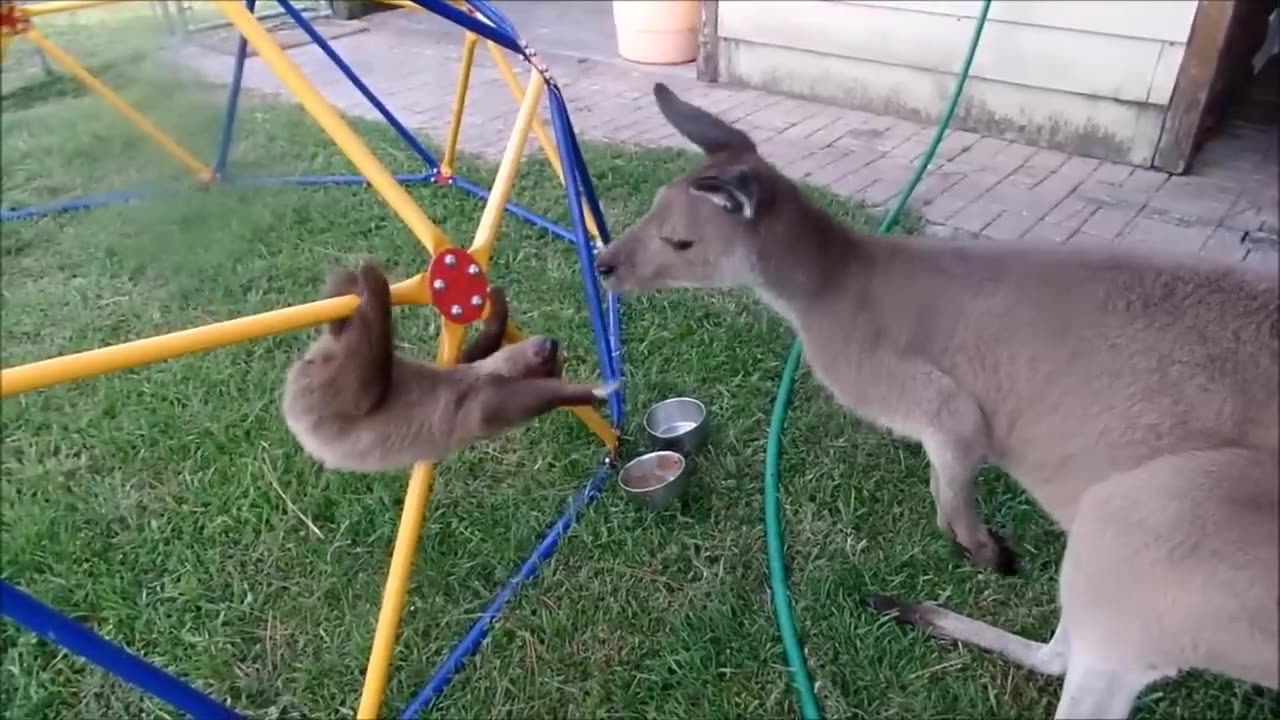 Baby Sloths Being Sloths