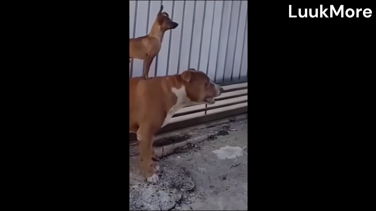 Watch How My dogs Reacted to Fighting NeighborsFight 🤜✊🤛👊