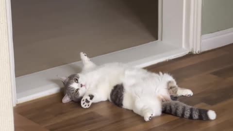 Funny cats video
