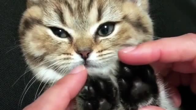 Have you ever seen the soles of a cat's feet
